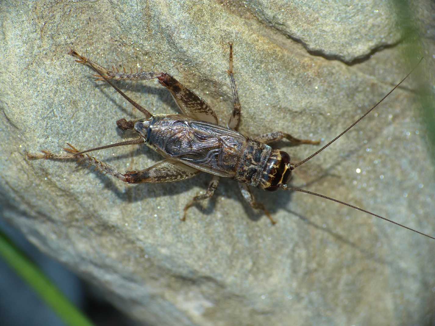 Grilli della Tolfa: Eumodicogryllus bordigalensis